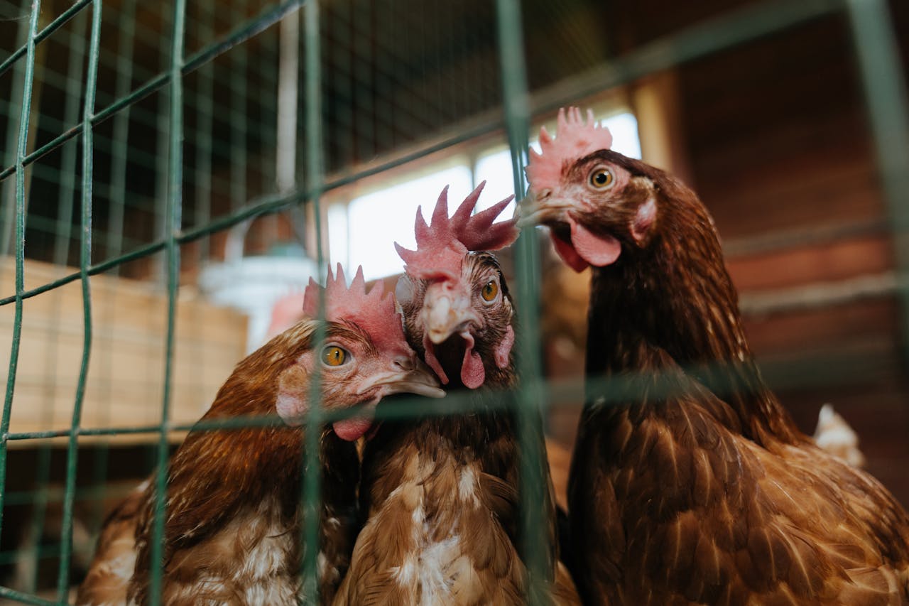 chickens in a cage